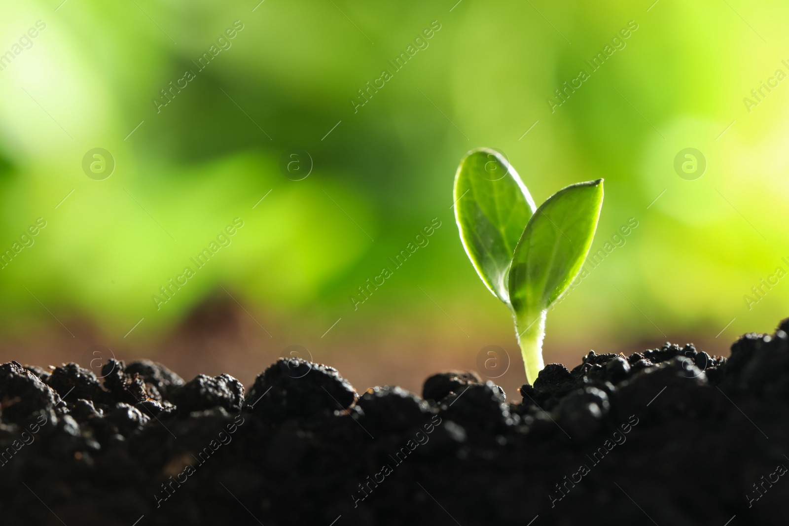 Photo of Young vegetable seedling growing in soil outdoors, space for text