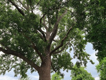 Photo of Beautiful tree with green leaves outdoors, low angle view