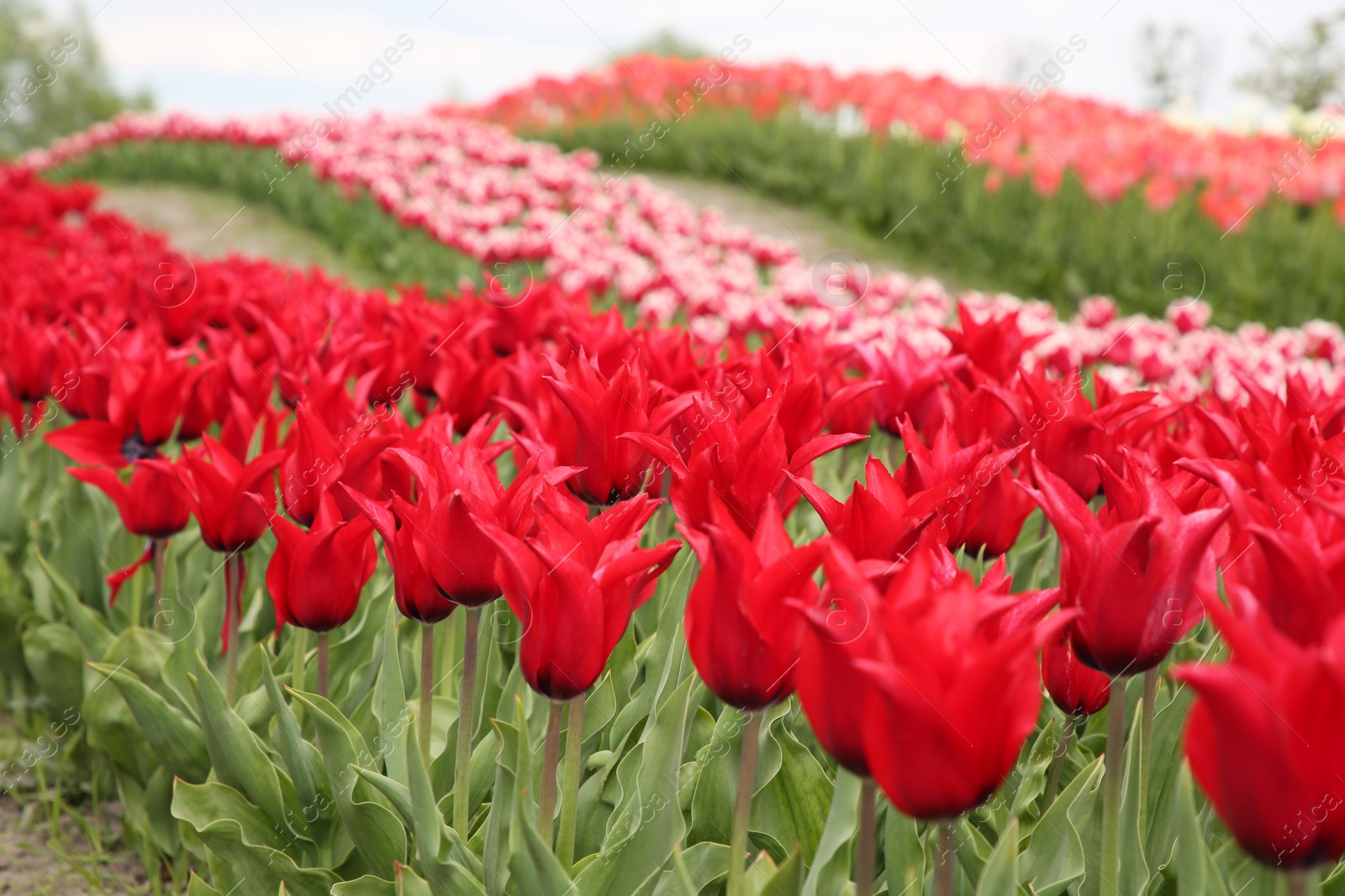 Photo of Beautiful red tulip flowers growing in field