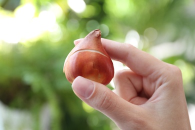 Woman holding tulip bulb on blurred background, closeup