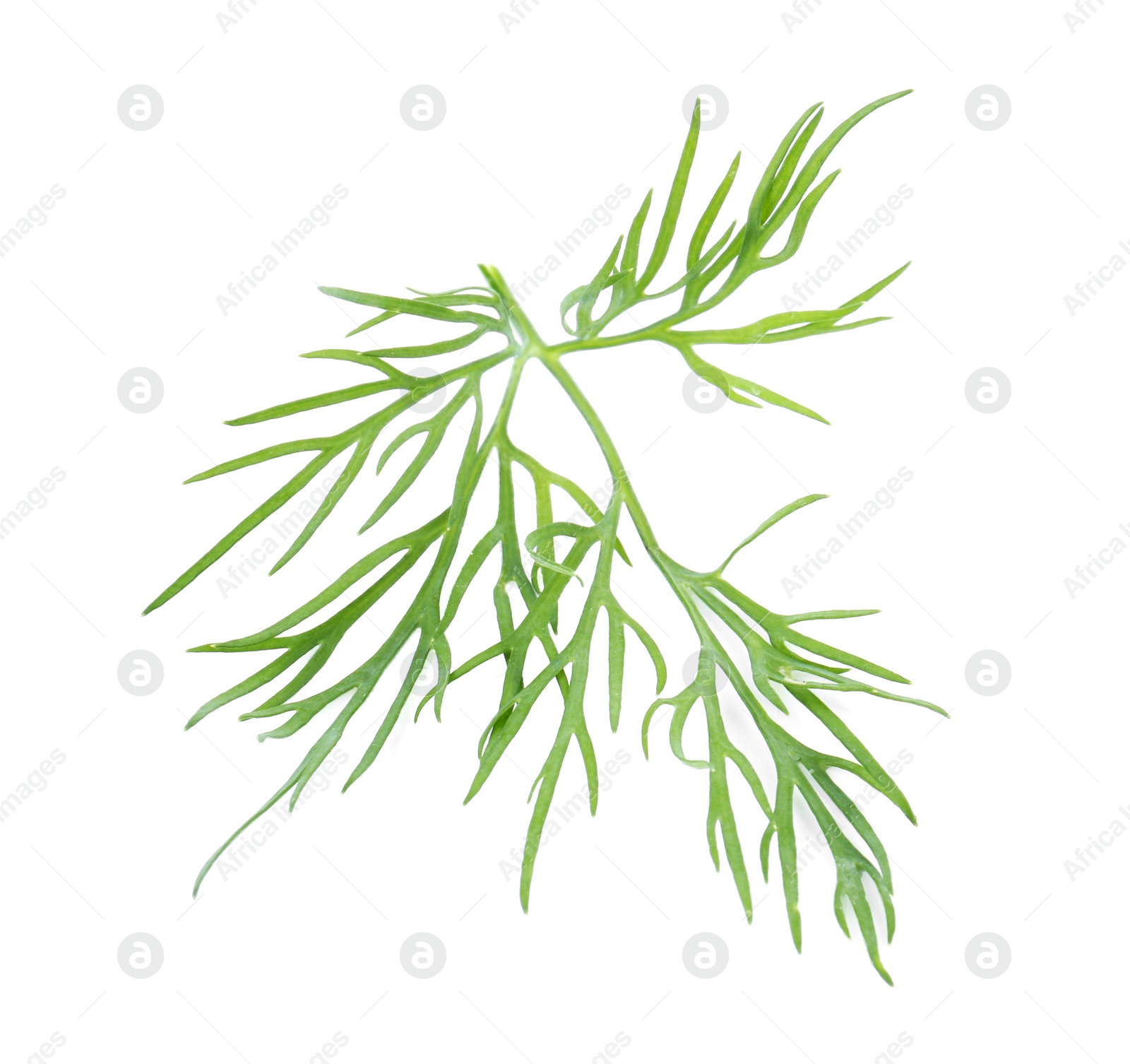 Photo of Sprig of fresh dill isolated on white