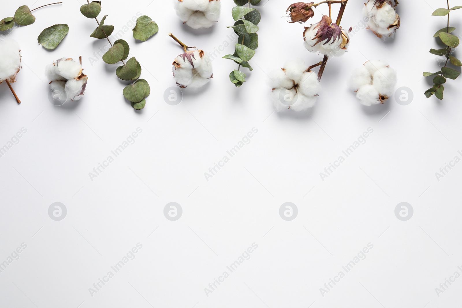 Photo of Fluffy cotton flowers and leaves on white background, flat lay. Space for text