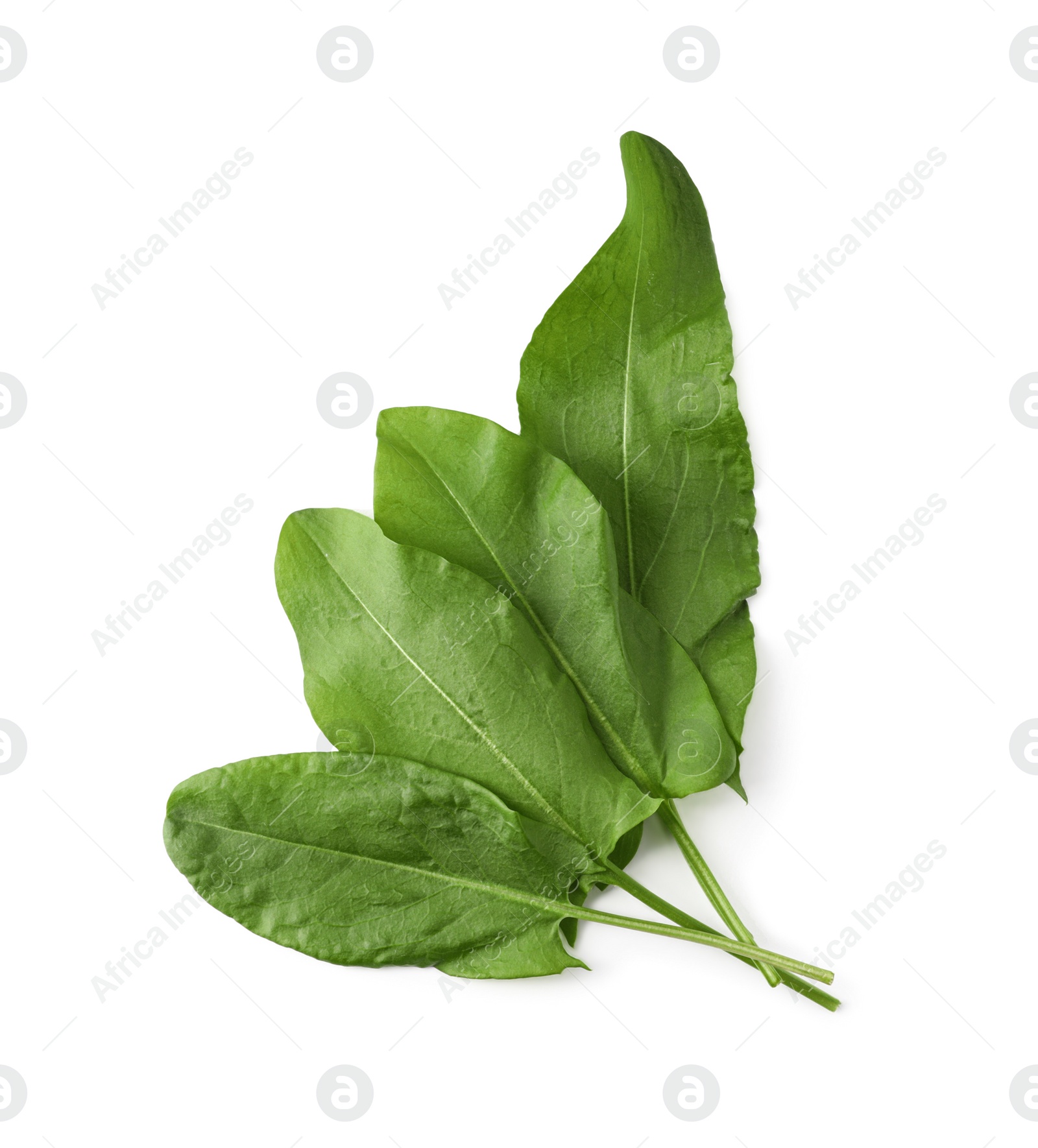 Photo of Bunch of fresh green sorrel leaves on white background, above view