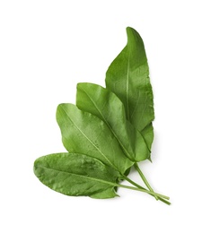 Bunch of fresh green sorrel leaves on white background, above view