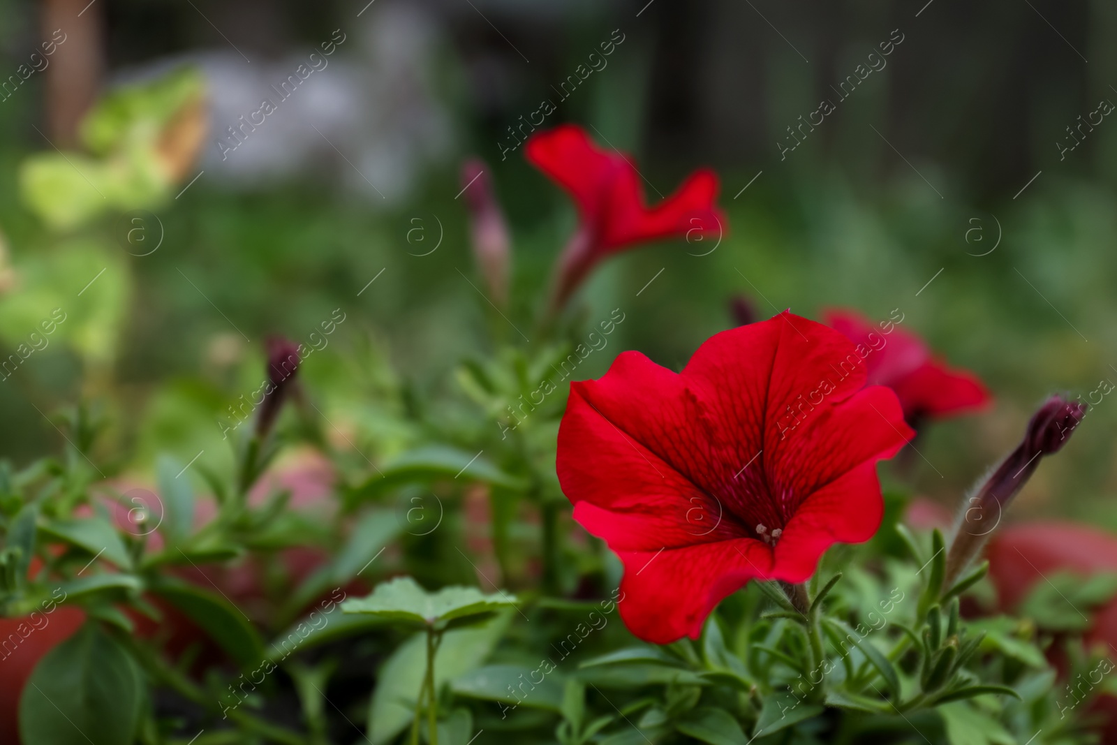 Photo of Beautiful potted petunia plant with red flower outdoors, closeup