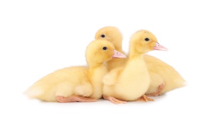 Photo of Baby animals. Cute fluffy ducklings on white background