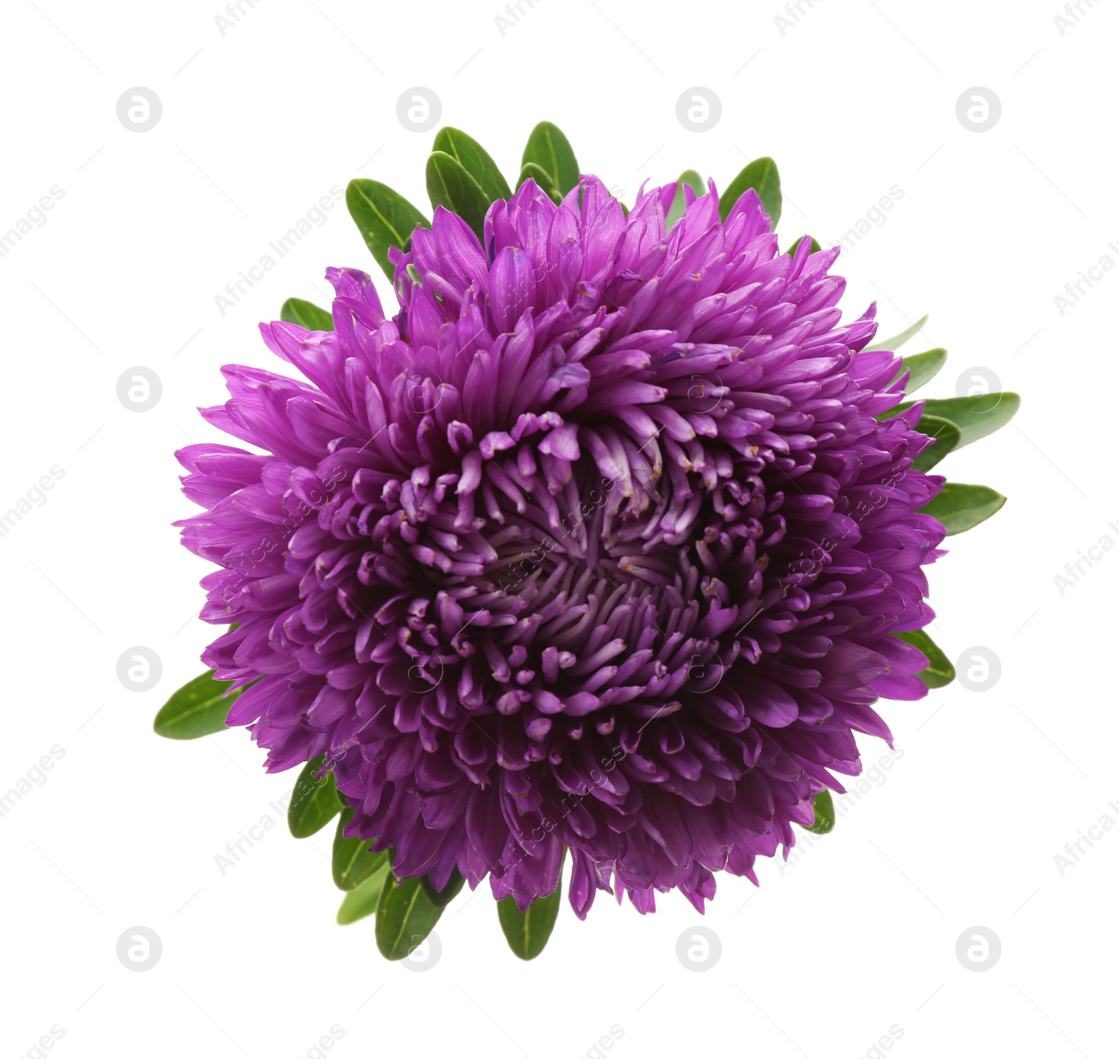 Photo of Beautiful purple aster isolated on white, top view.  Autumn flower