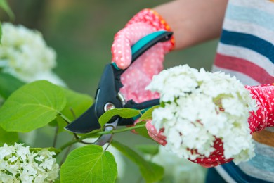 Photo of Woman in gardening gloves pruning hydrangea bush with secateurs outdoors, closeup