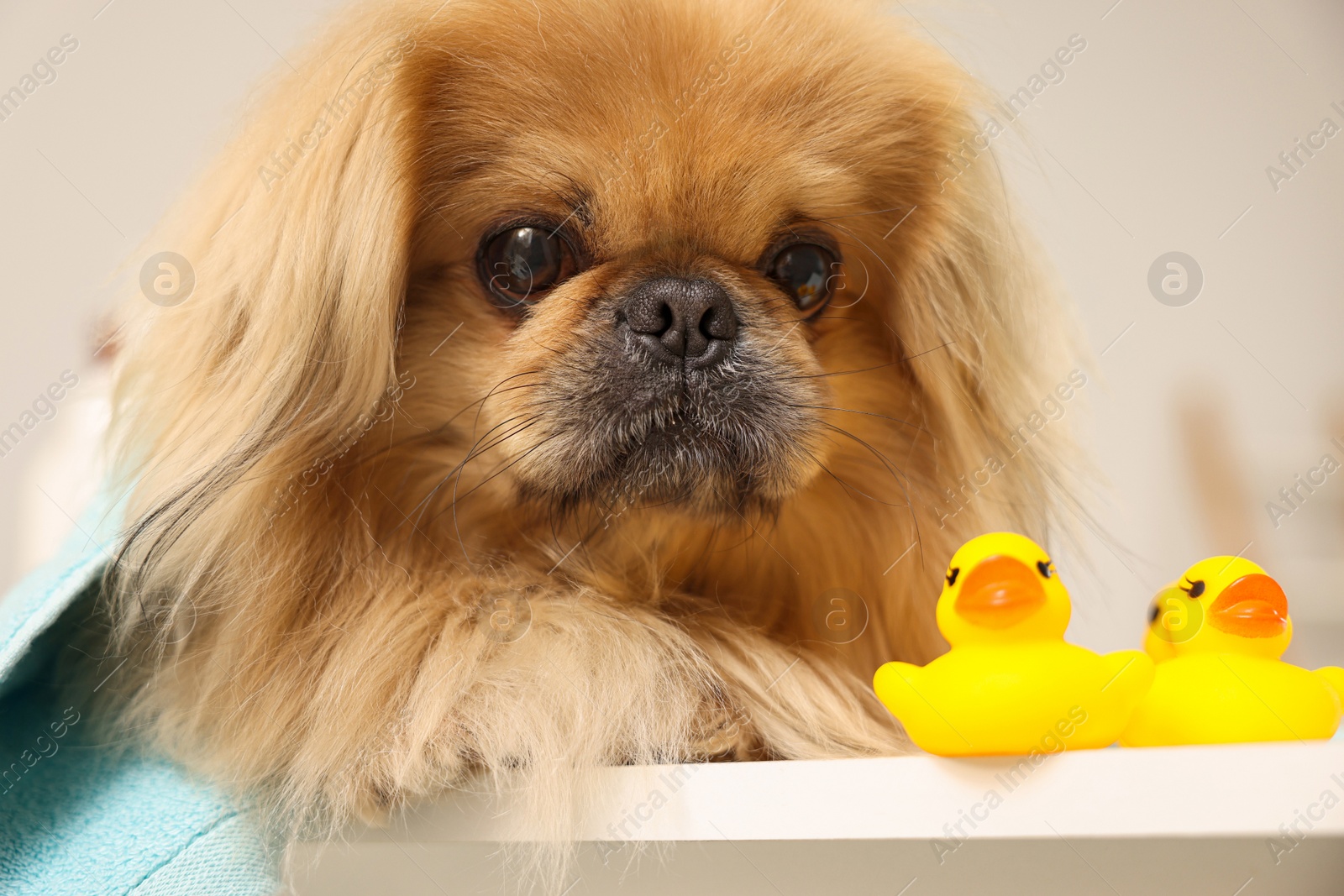 Photo of Cute Pekingese dog with towel and rubber ducks in bathroom. Pet hygiene