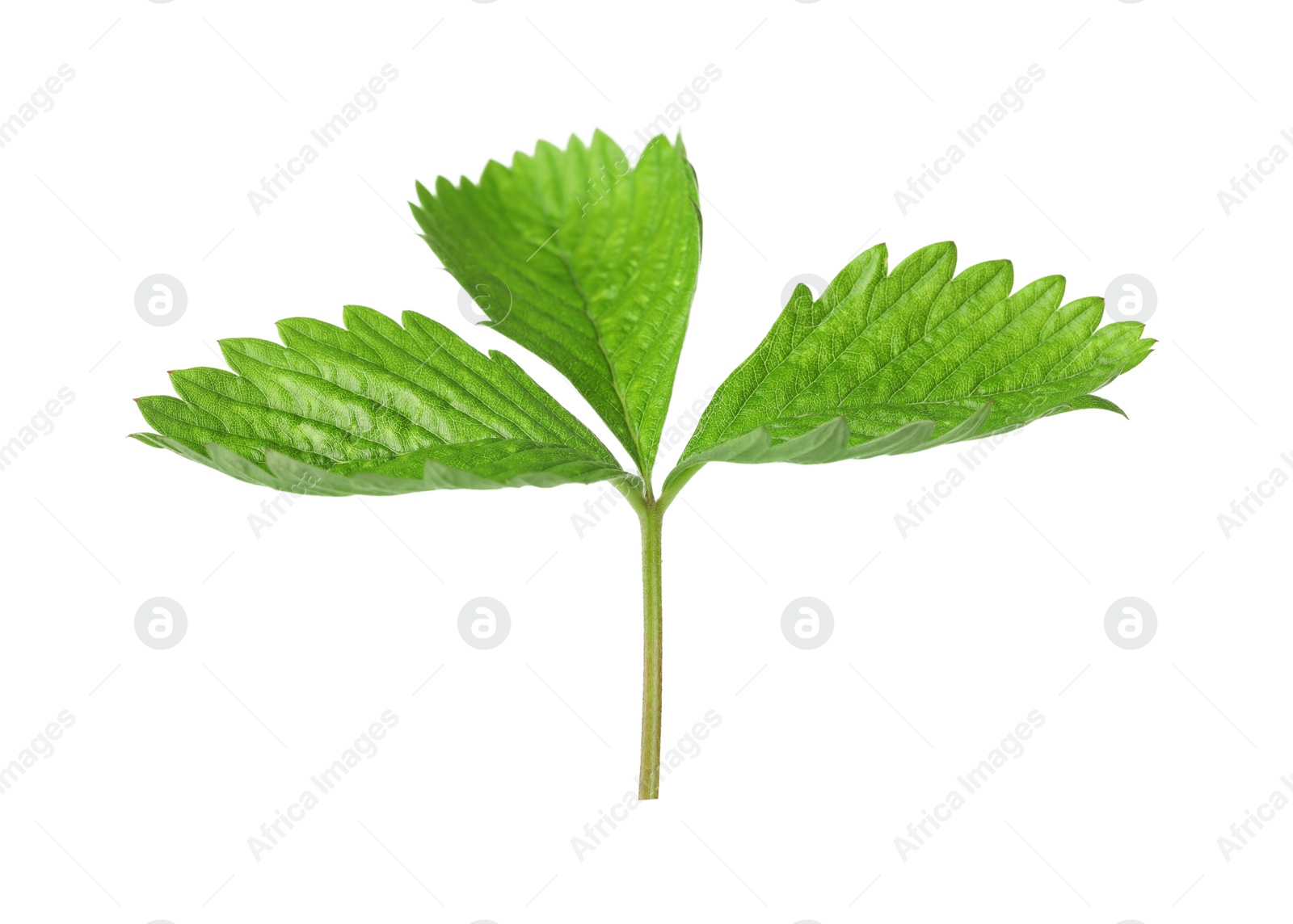 Photo of Green wild strawberry leaf isolated on white