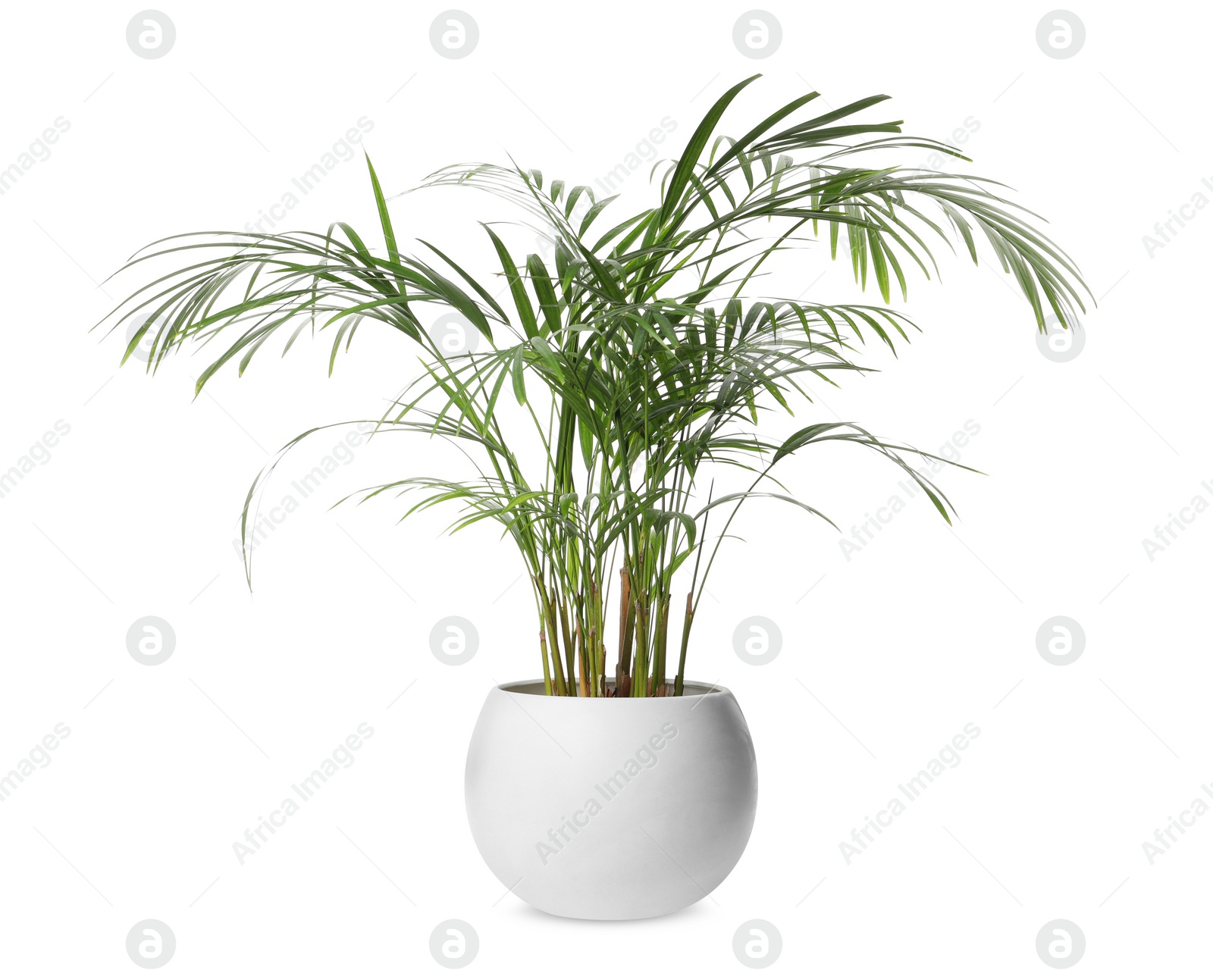 Photo of Beautiful areca palm in pot on white background. House decor