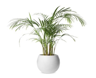 Photo of Beautiful areca palm in pot on white background. House decor