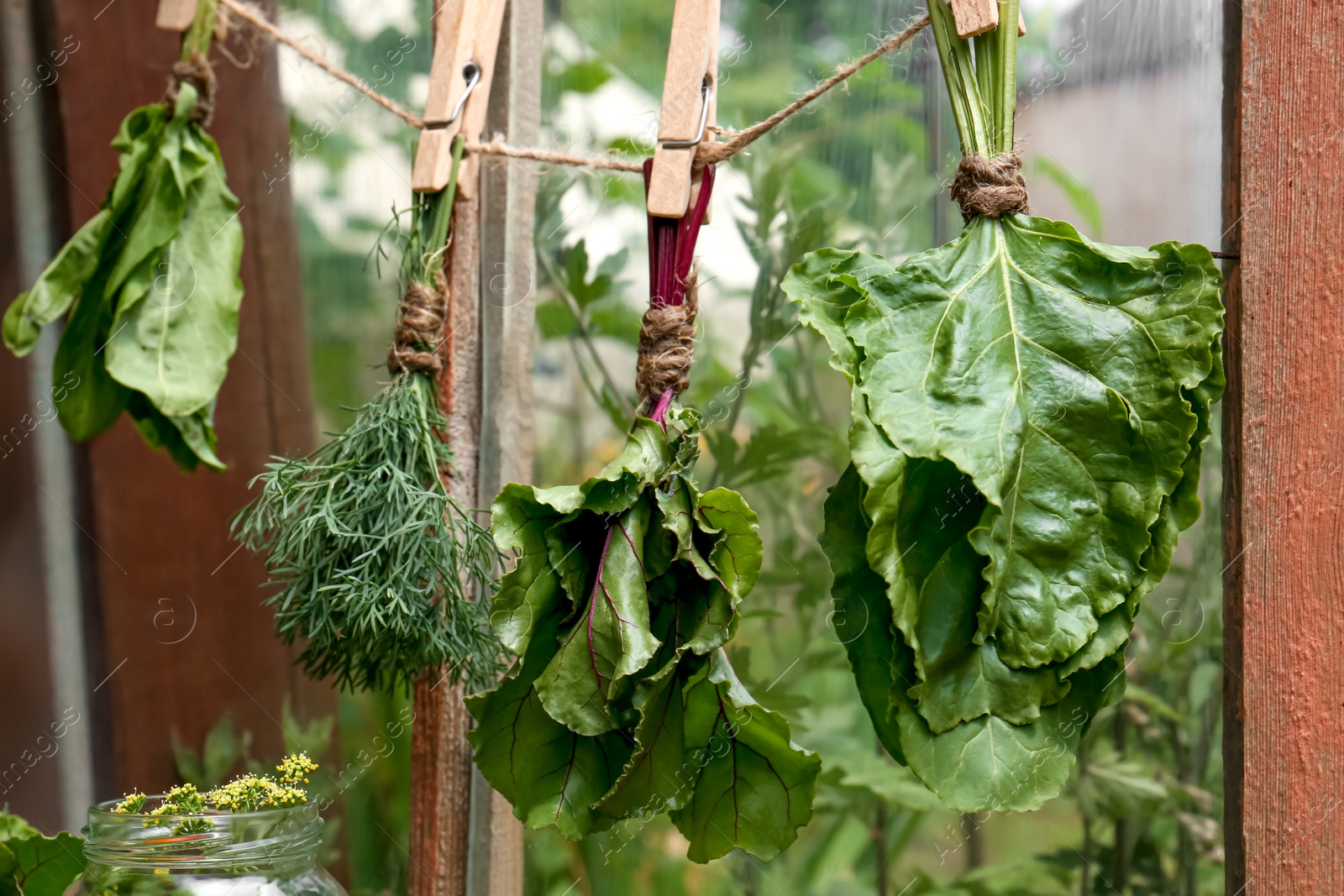 Photo of Bunches of fresh green herbs hanging on twine near window indoors