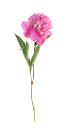 Beautiful pink peony flower isolated on white