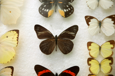 Photo of Many different beautiful exotic butterflies on white background