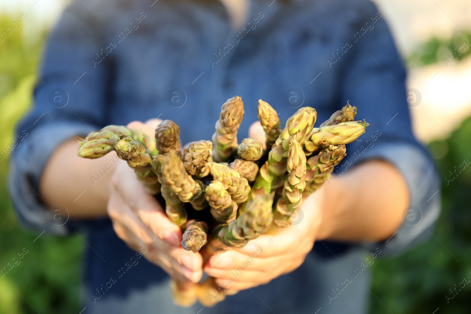 Photo of Woman holding fresh raw asparagus outdoors, closeup