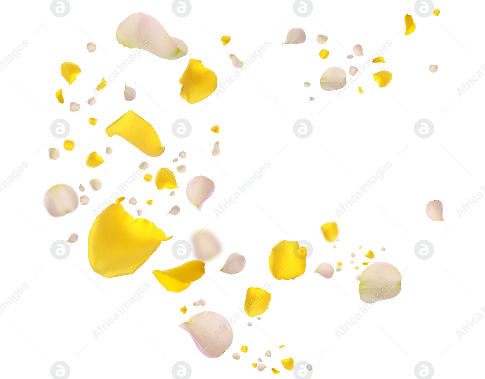 Image of Beautiful tender petals flying on white background