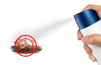 Image of Pest control. Using household insecticide to kill cockroach on white background, closeup