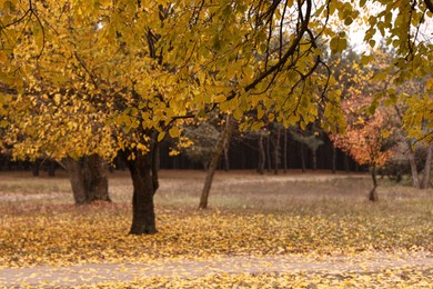 Beautiful view of autumn forest on sunny day