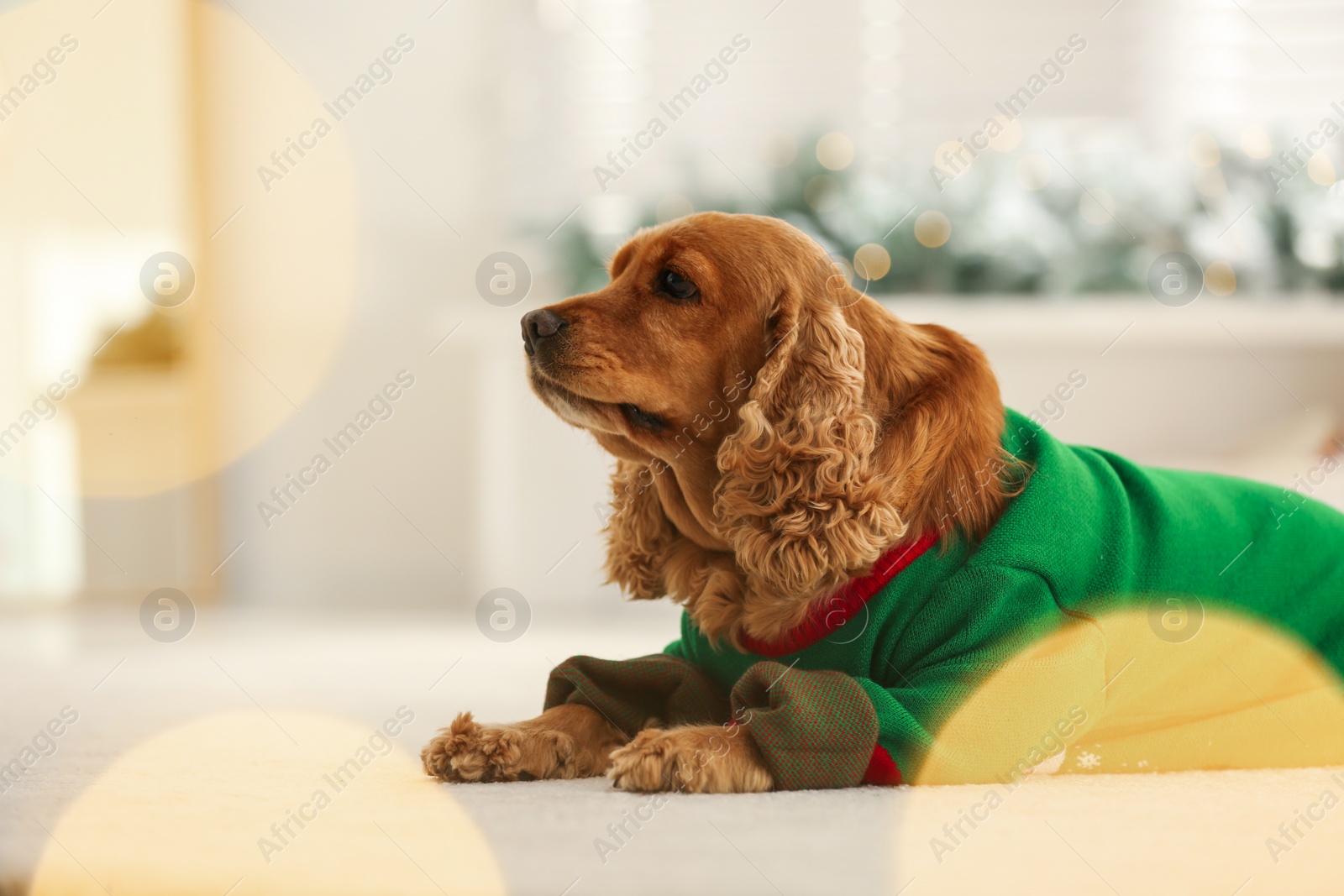 Photo of Adorable Cocker Spaniel in Christmas sweater on blurred background, space for text