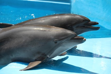 Photo of Dolphins at marine mammal park on sunny day