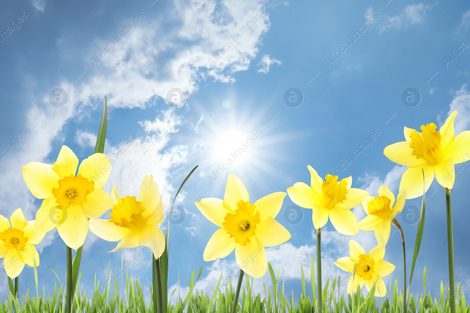 Image of Beautiful spring flowers outdoors on sunny day 