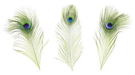 Image of Beautiful bright peacock feathers on white background, collage