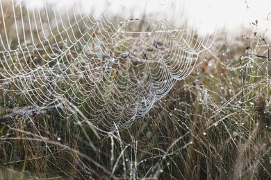 Photo of Closeup view of cobweb with dew drops on meadow