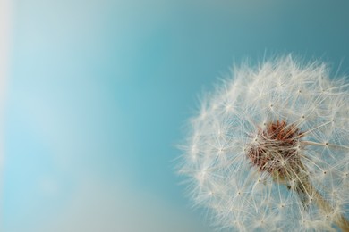 Beautiful dandelion flower on light blue background, closeup. Space for text