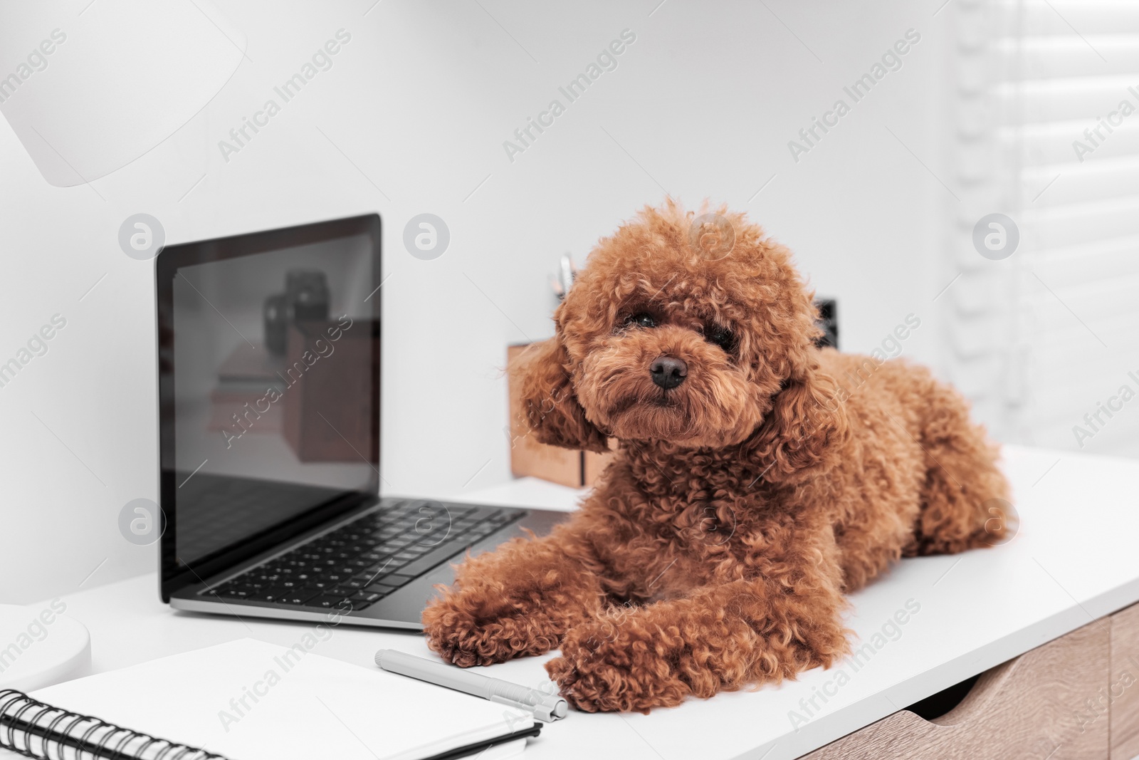 Photo of Cute Maltipoo dog on desk near laptop at home