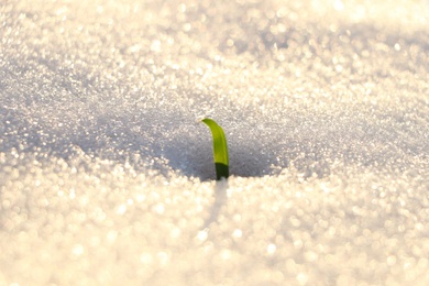 Beautiful green grass growing through snow. First spring plant