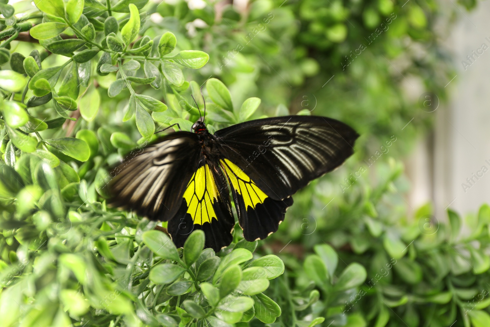 Photo of Beautiful common Birdwing butterfly on plant outdoors