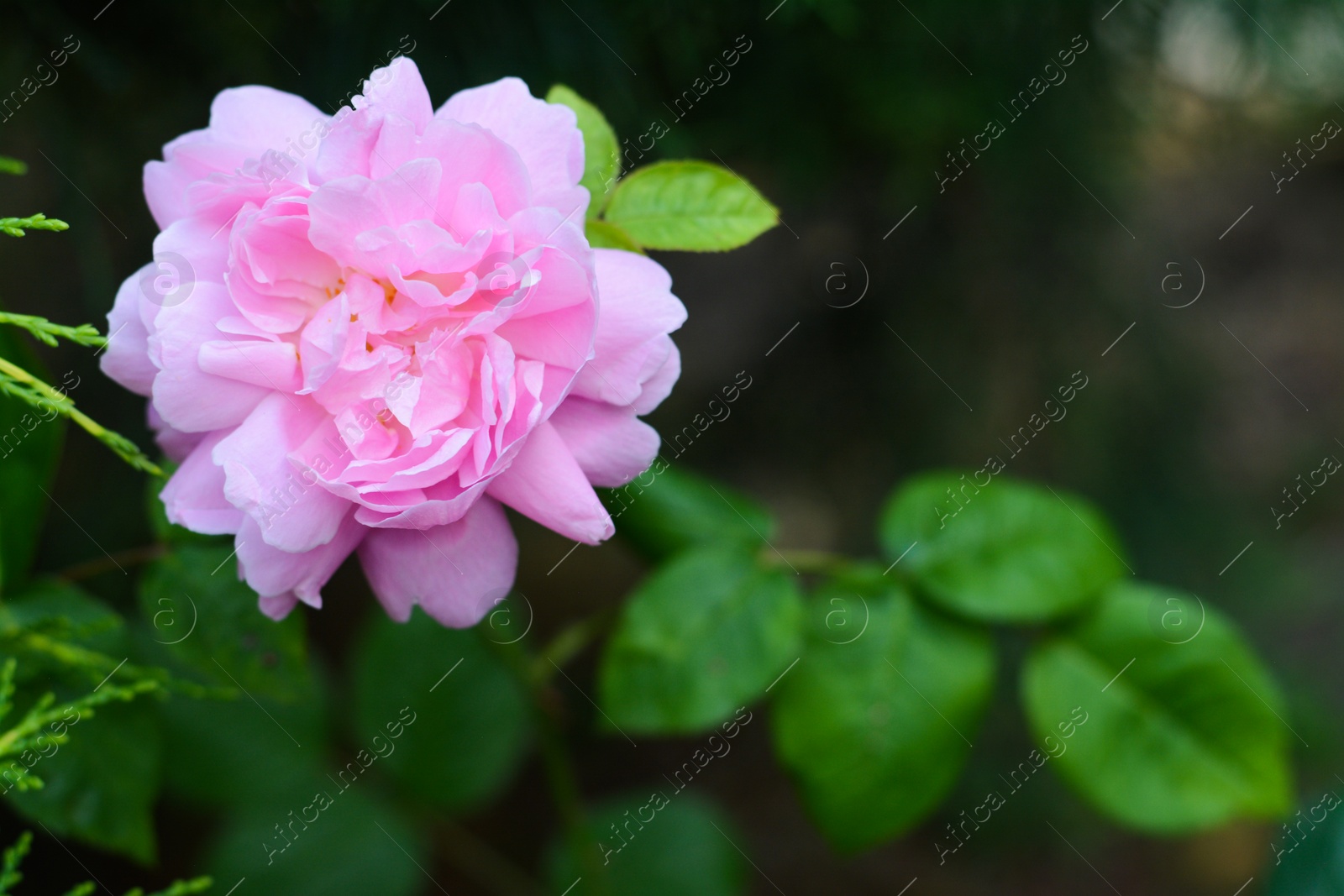 Photo of Beautiful pink rose flower blooming outdoors, closeup. Space for text