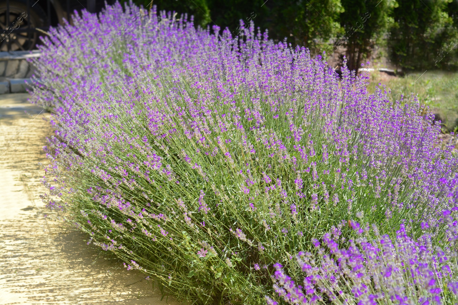 Photo of Beautiful blooming lavender plants in park on sunny day