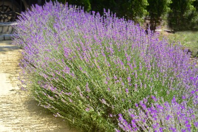 Photo of Beautiful blooming lavender plants in park on sunny day
