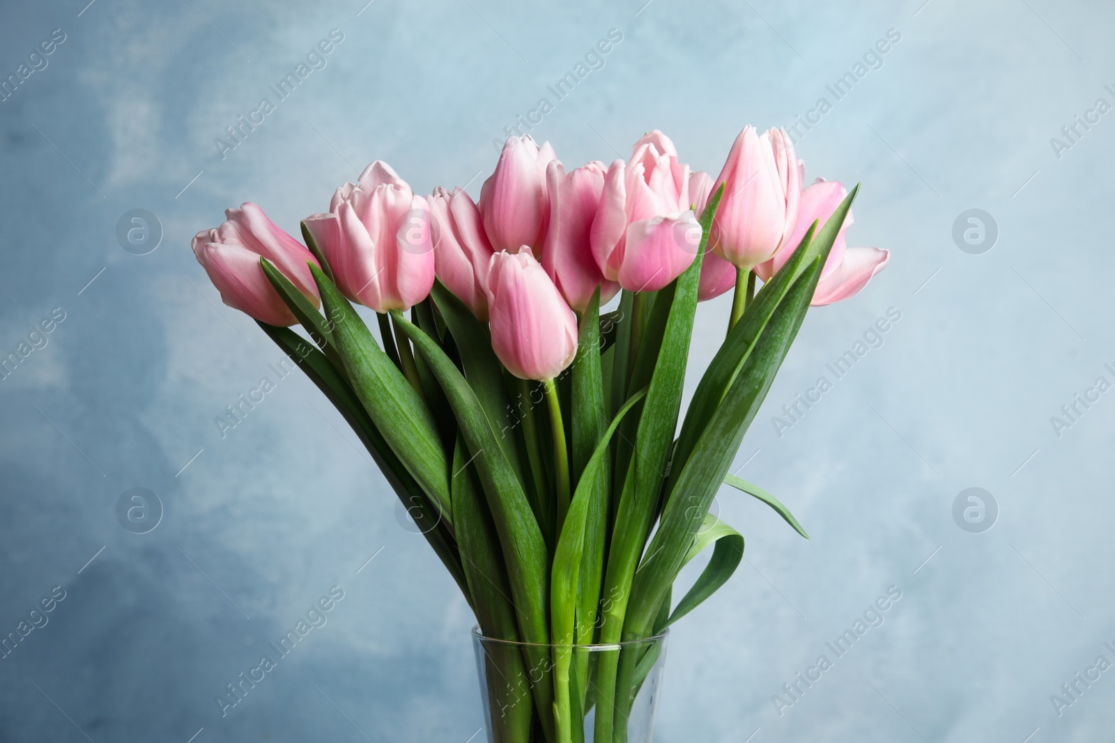 Photo of Beautiful pink spring tulips on light blue background