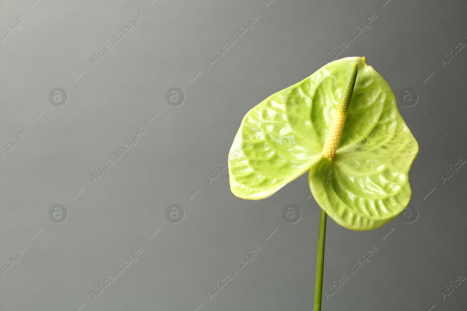 Photo of Beautiful green anthurium flower on gray background. Tropical plant