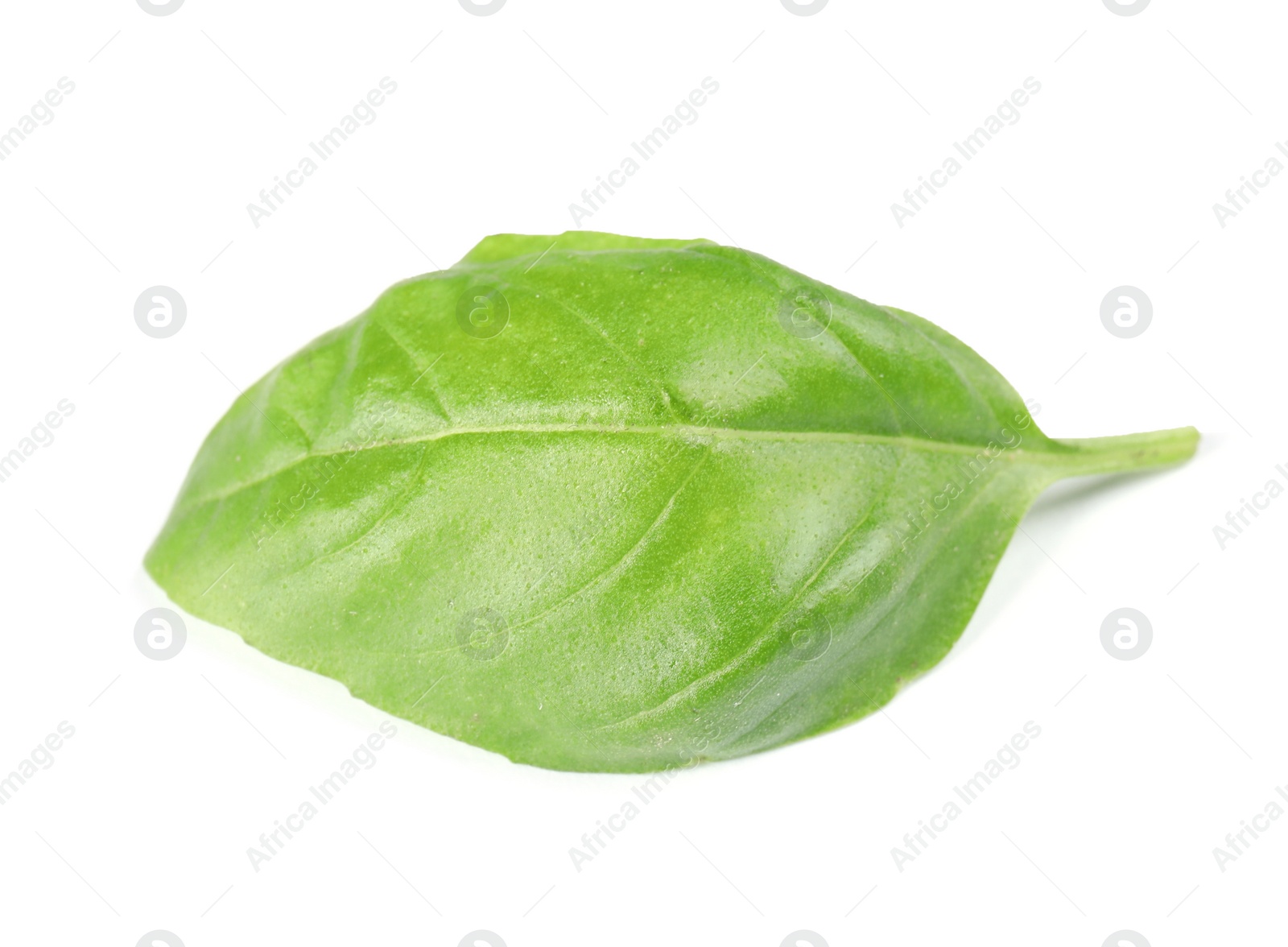 Photo of Fresh green basil leaf on white background