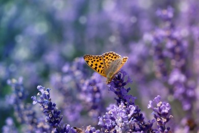 Photo of Beautiful butterfly in lavender field on summer day, closeup