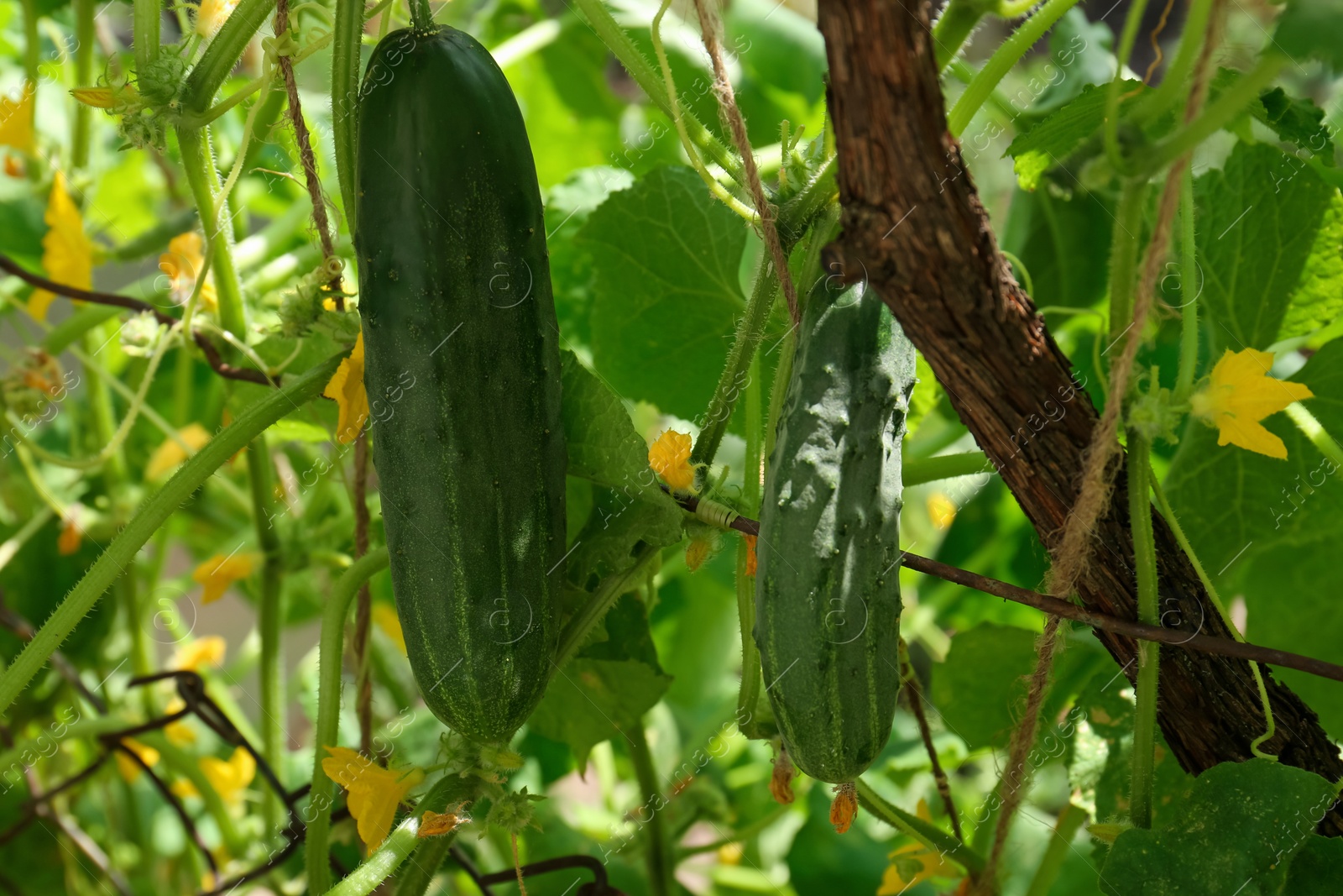 Photo of Cucumbers growing on bush near fence in garden, closeup