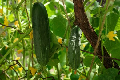 Photo of Cucumbers growing on bush near fence in garden, closeup