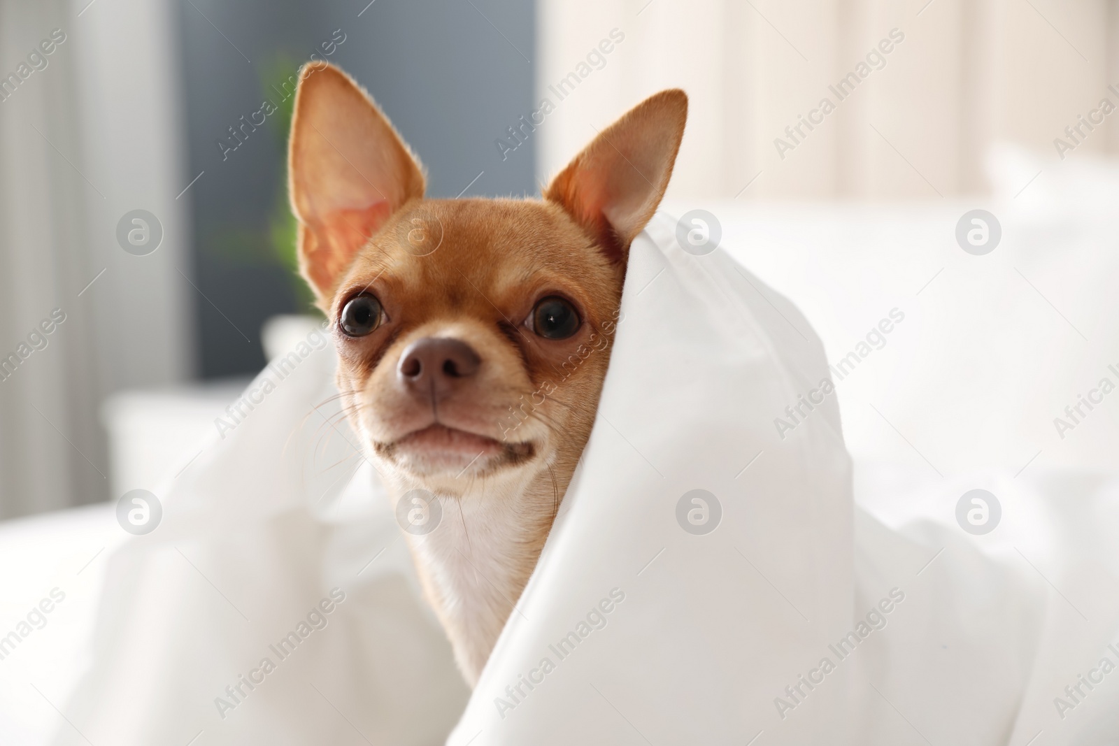 Photo of Cute Chihuahua dog wrapped in blanket at home, closeup