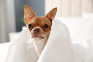 Cute Chihuahua dog wrapped in blanket at home, closeup