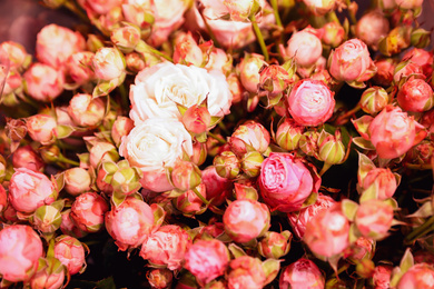 Photo of Beautiful fresh pink roses as background, closeup. Floral decor