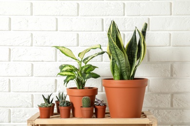 Potted home plants on wooden crate against brick wall
