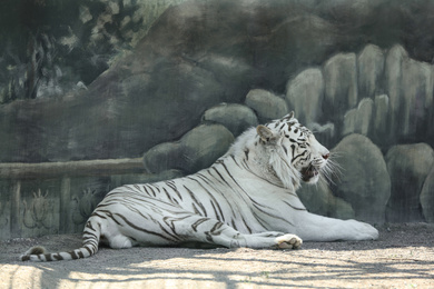 Bengal white tiger in zoo on sunny day