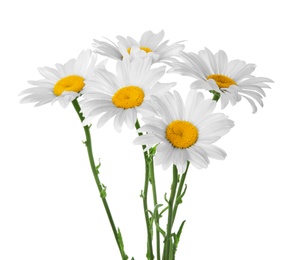 Photo of Beautiful chamomile flowers on white background