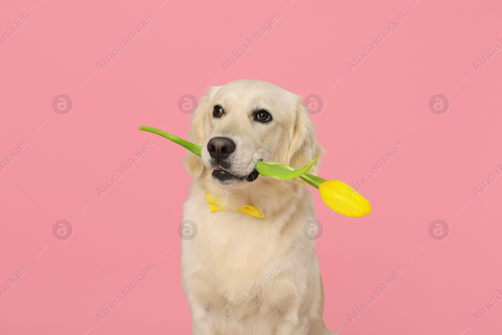 Photo of Cute Labrador Retriever dog holding yellow tulip flower on pink background