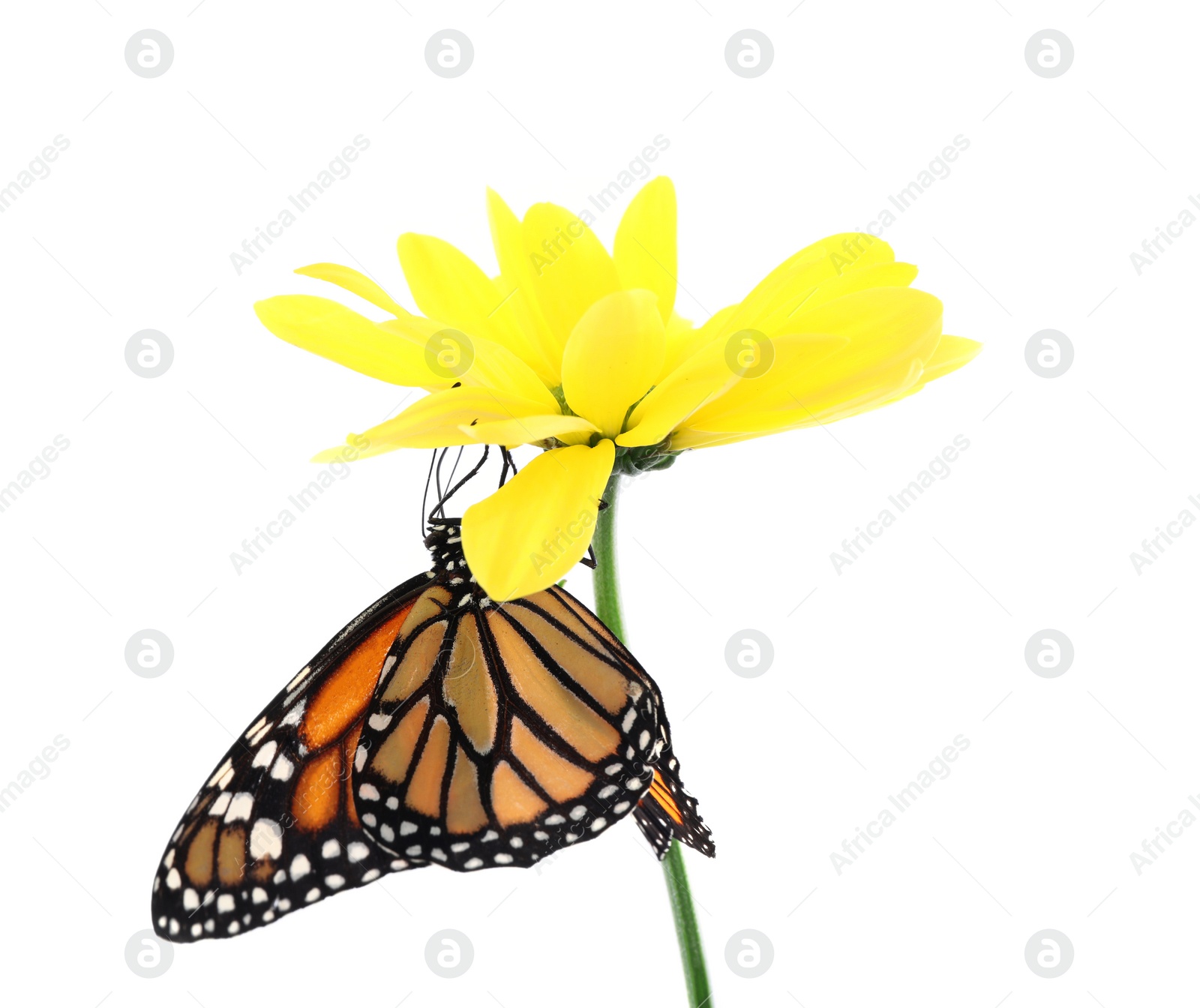 Photo of Flower with beautiful monarch butterfly isolated on white