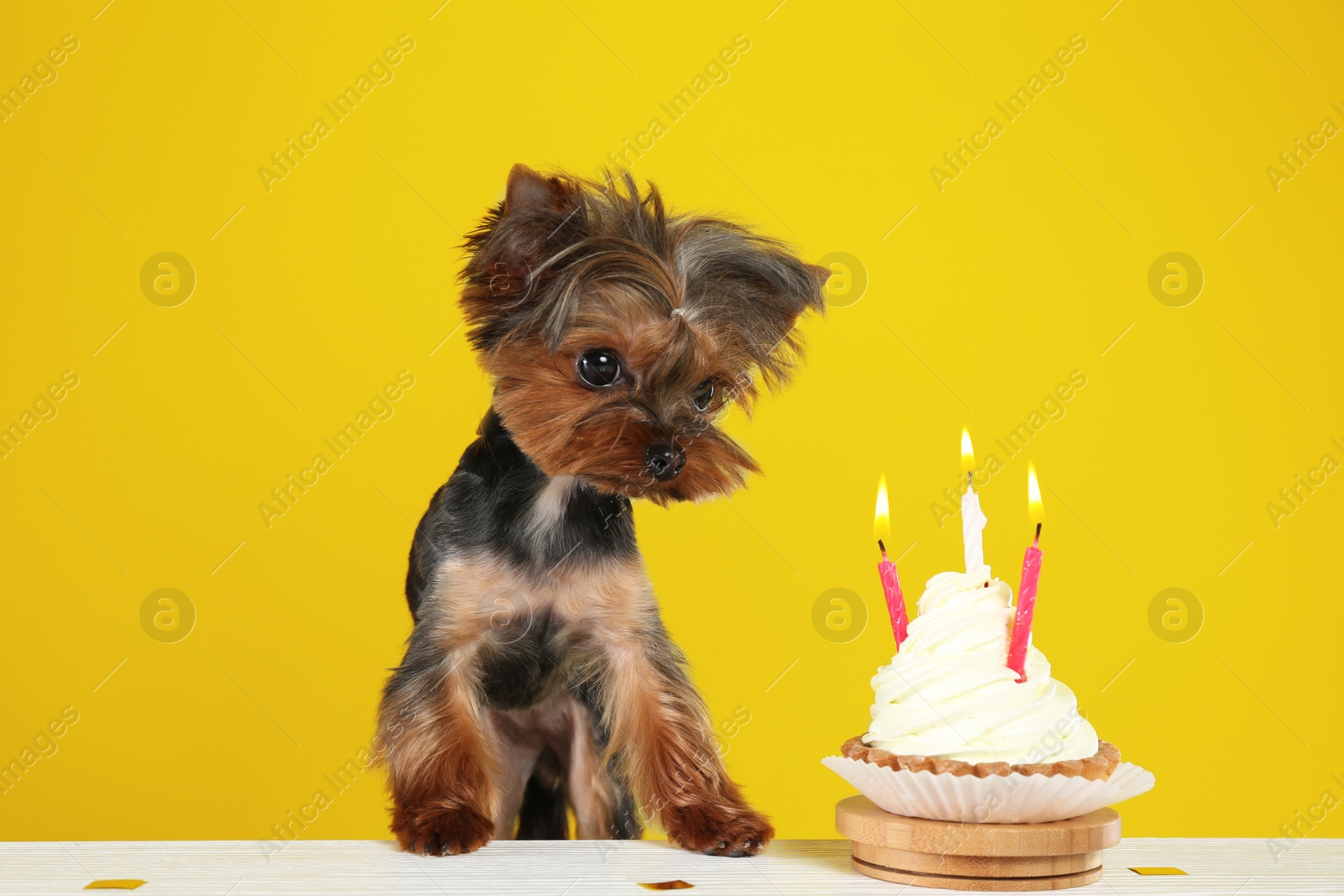 Photo of Cute Yorkshire terrier dog with birthday cupcake at table against yellow background